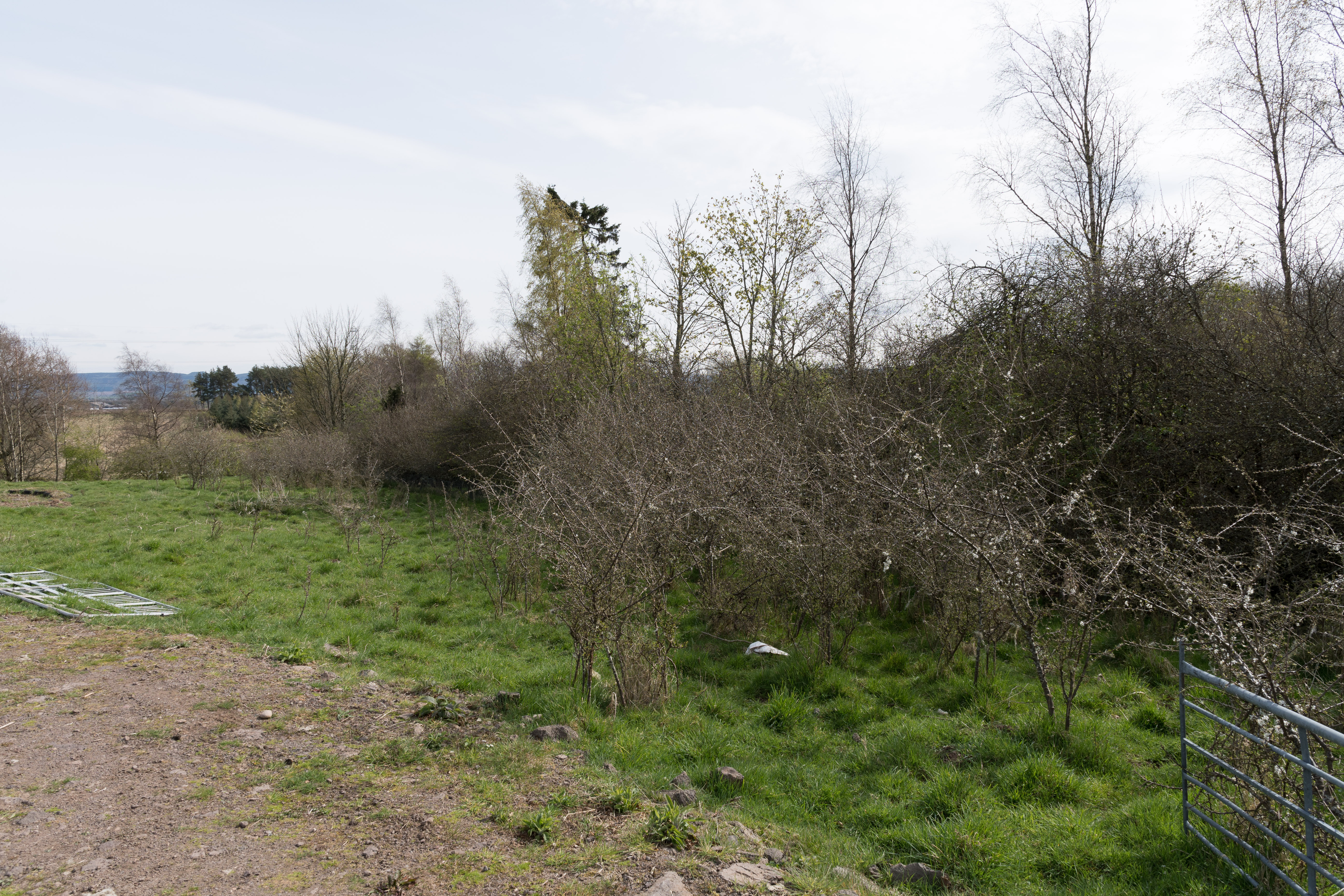 Boundary overrun with Hawthorn bushes