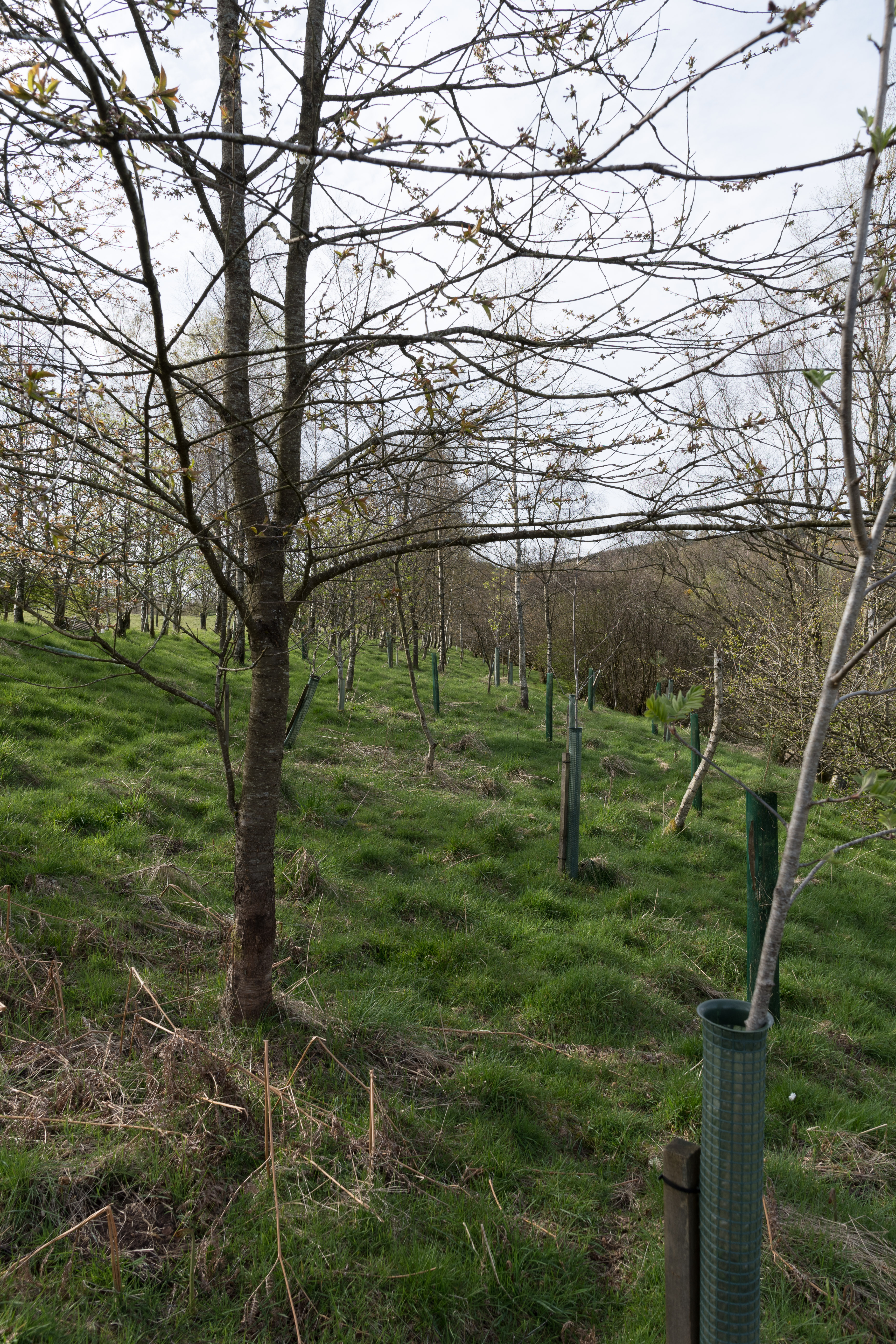 Tree lined bank of dell