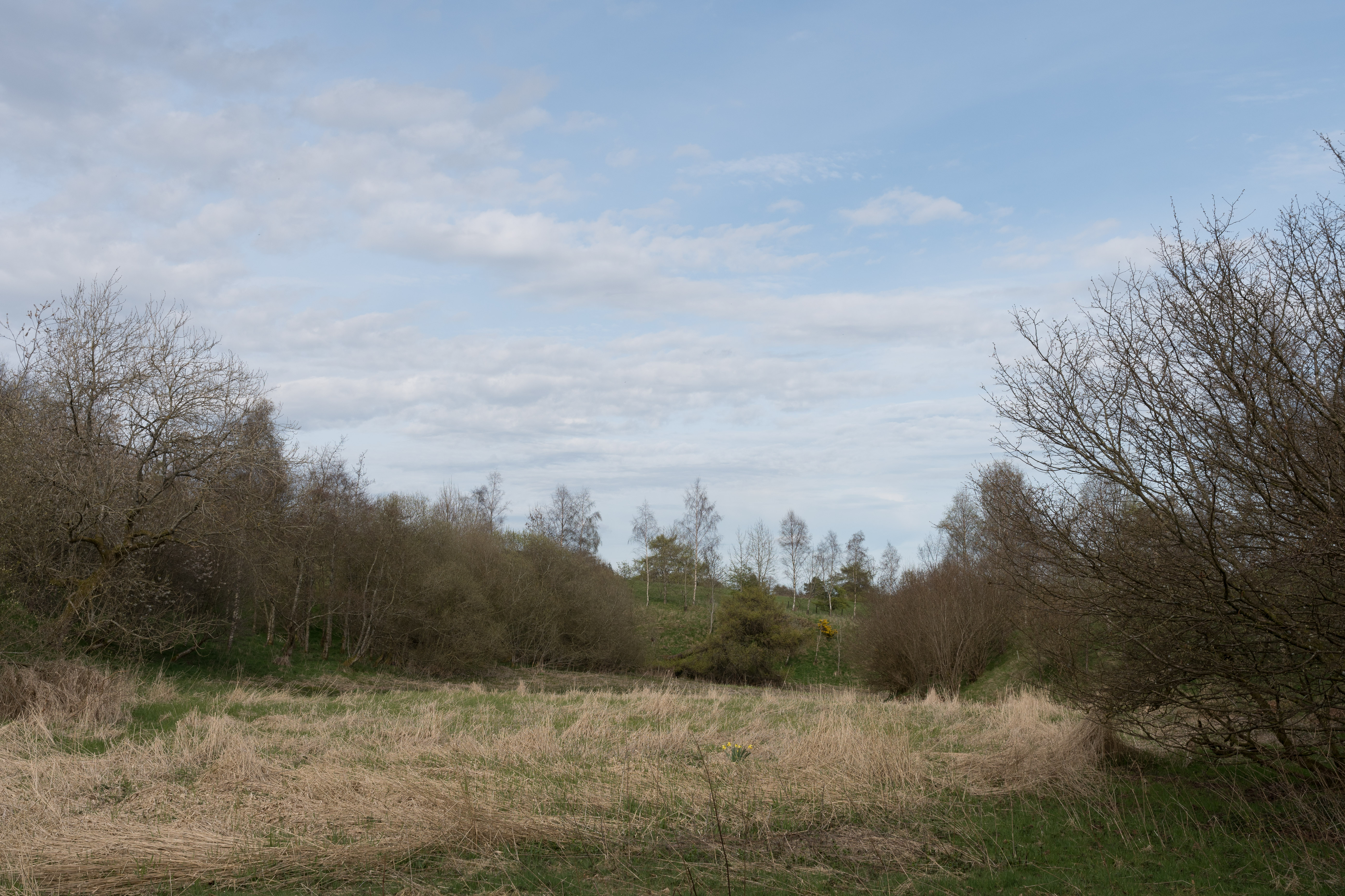 Wetlands at the bottom of the dell