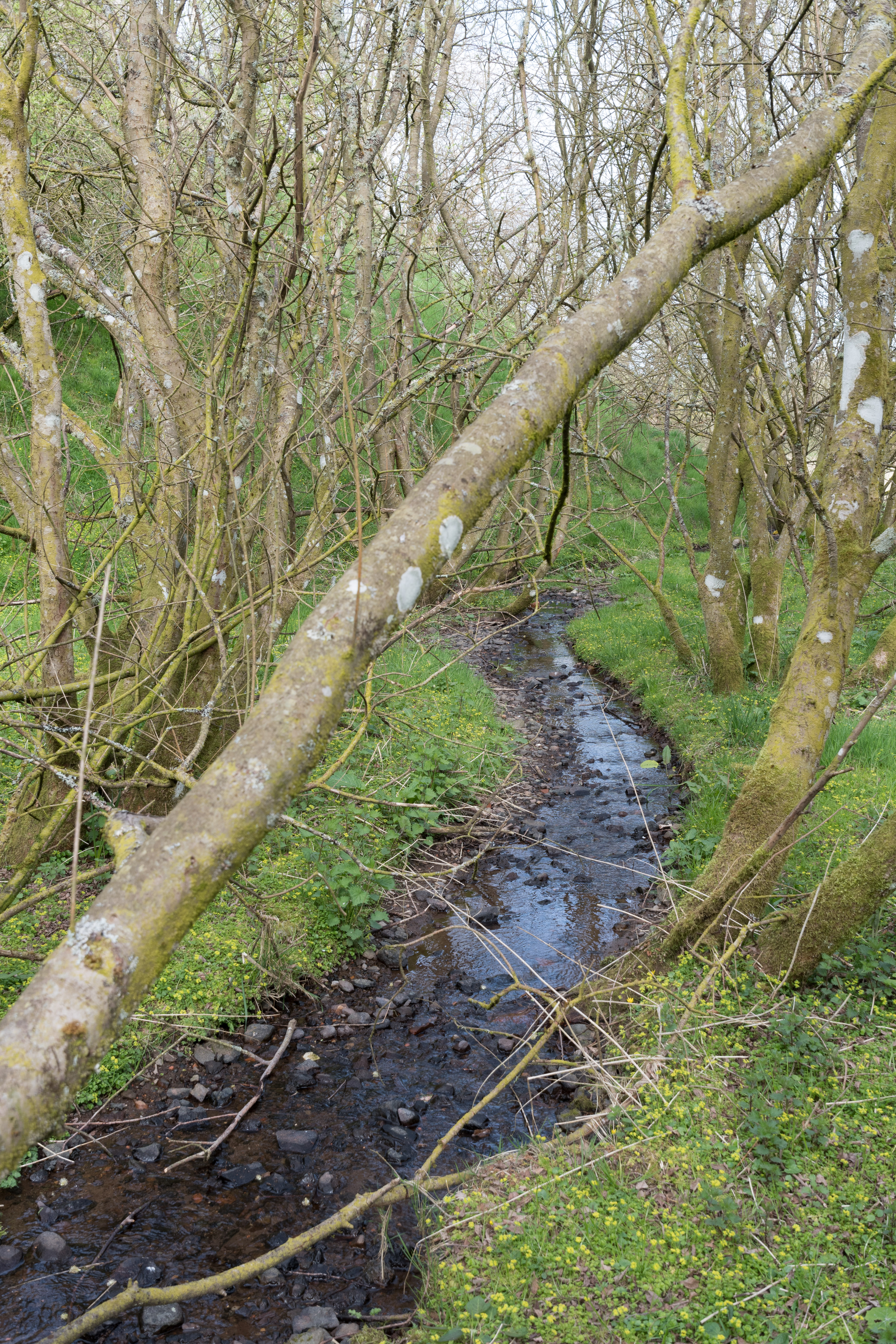 Willow copse with stream running through it