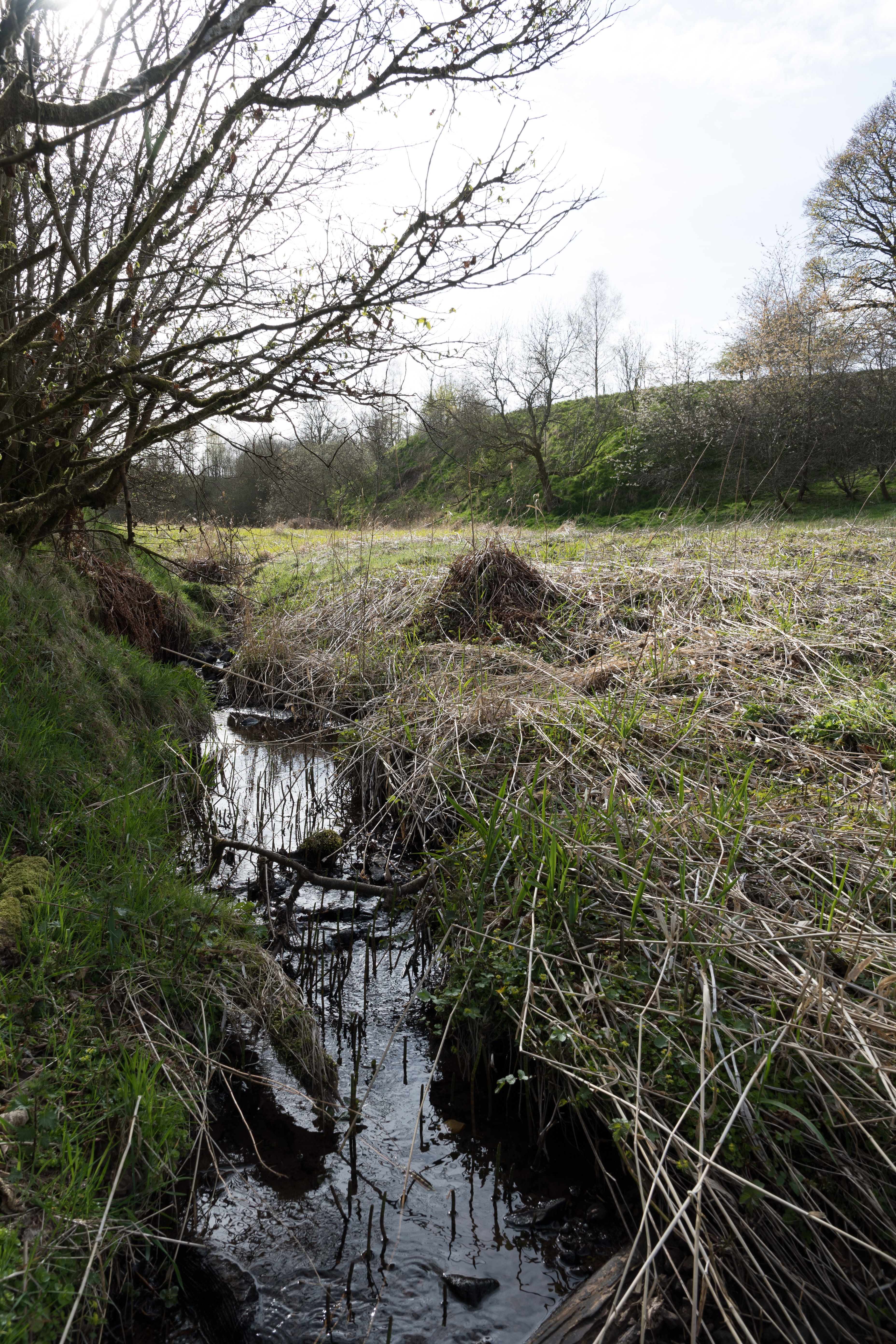 Stream running through the wetlands