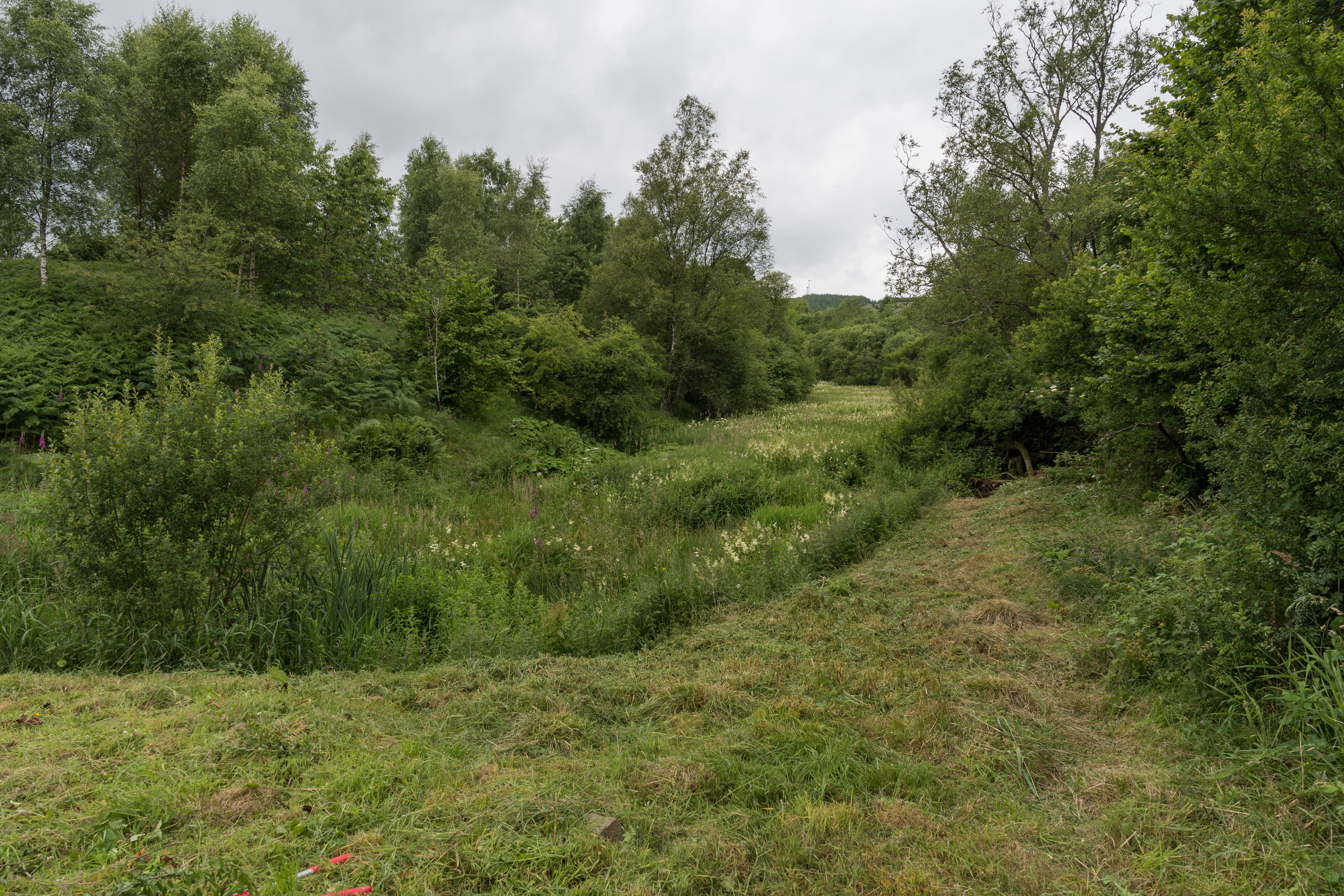 Overgrown pond with path